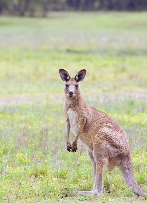 Kangaroo - juvenile