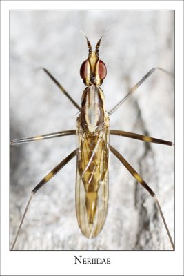 Diptera Neriidae - dorsal view of female