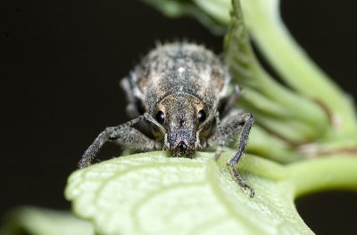 Weevil 5