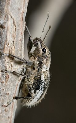 Weevil 1