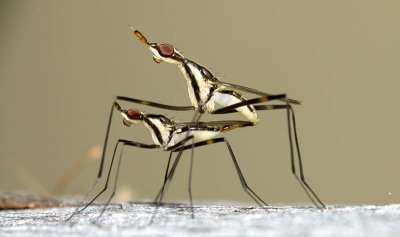 Neriidae in cop (mating)