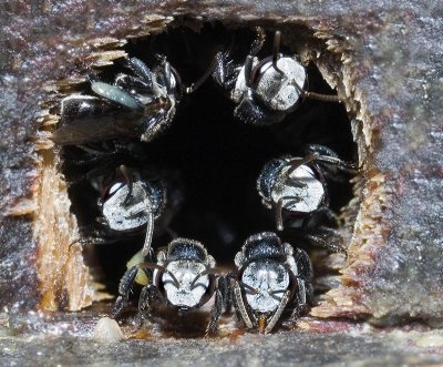 Trigona carbonaria at hive entrance