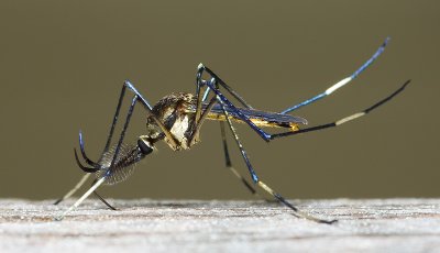 Toxorhynchites sp - predatory mosquitoe (male)