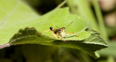 Grasshopper NV Valley 2