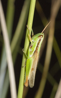 Grasshopper - NValley