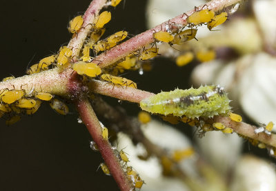 Syrphid larvae eating aphids 2