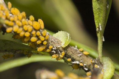 Syrphid larvae eating aphids