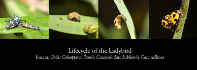Lifecycle of a Ladybird