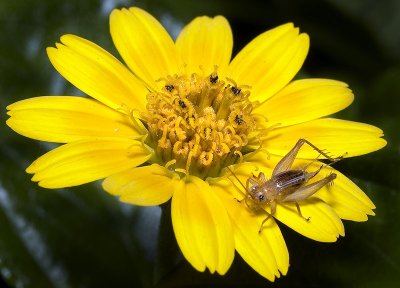 Cricket on Singapore Daisy flower