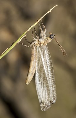 Newly emerged lacewing