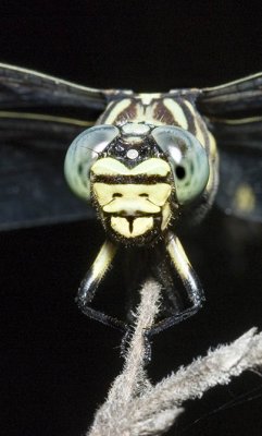 Ictinogomphus australis - dragonfly