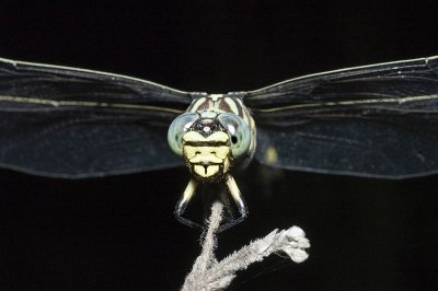 Ictinogomphus australis - dragonfly