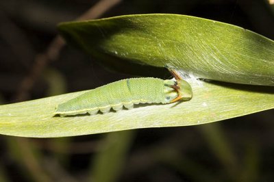 Polyura semiprodus - two tailed Emperor caterpillar