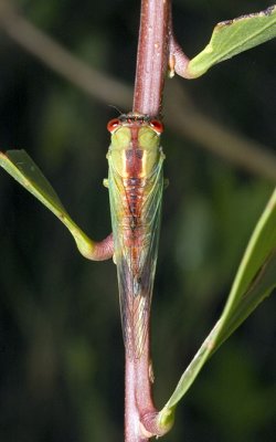 Cicadetta oldfieldi camouflage