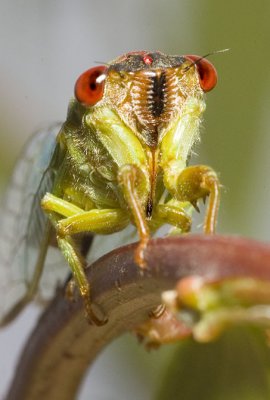Cicadetta oldfieldi portrait