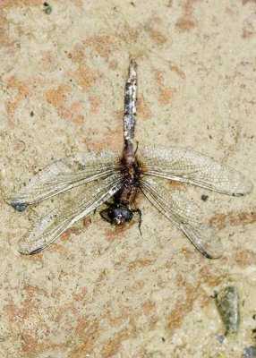 Fossilised dragonfly