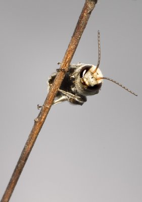 Nomia bee - single male 2