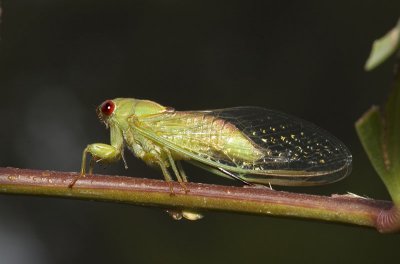 Cicadetta oldfieldi - the wattle cicada