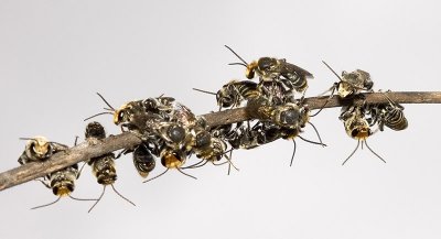 Nomia bees - males resting 2