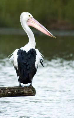 Pelican - a portrait