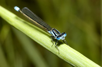 The common bluetail, Ischnura heterosticta