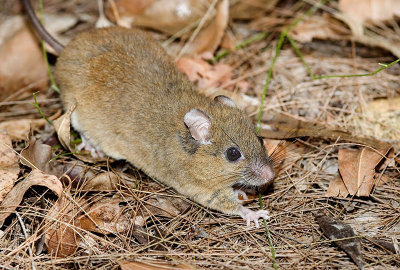 Melomys cervinipes 3