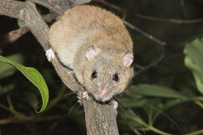 Melomys cervinipes 1