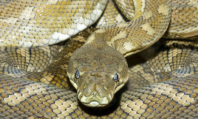 Carpet python resting