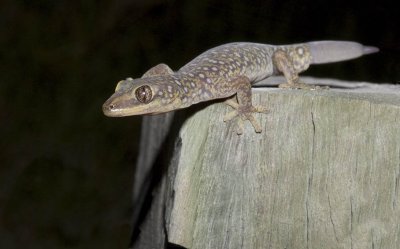 gecko white rock.jpg