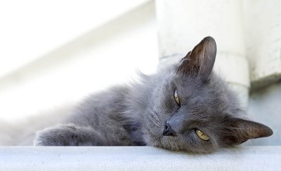 Cat on a hot tin roof