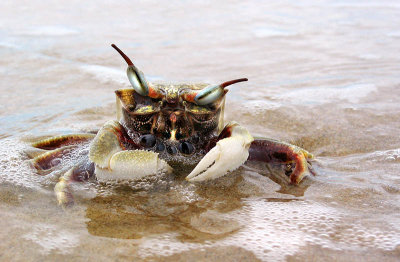 Confused crab