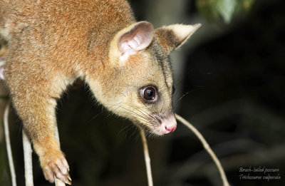 Brush tailed possum April 2007