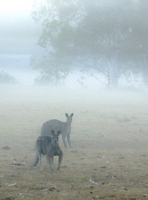 Misty Mornings