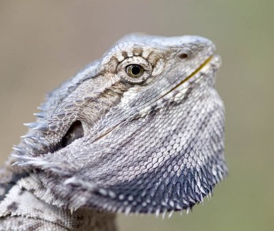 Bearded dragon 2