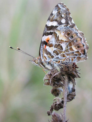 Australian Painted Lady