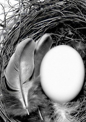 Turtle Dove Egg