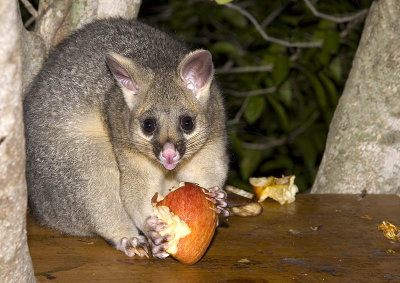 Brushtail possum on feeding platform