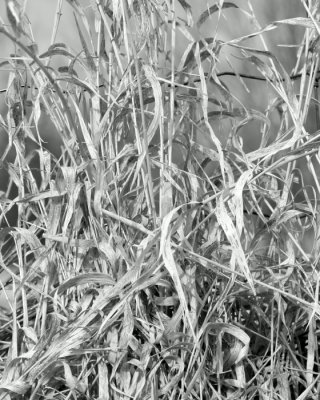 Grass 06703.JPG