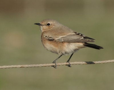 Rare & Scarce UK Birds