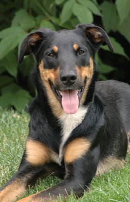 Maxwell