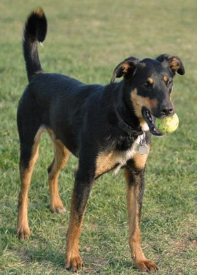 Max with a ball