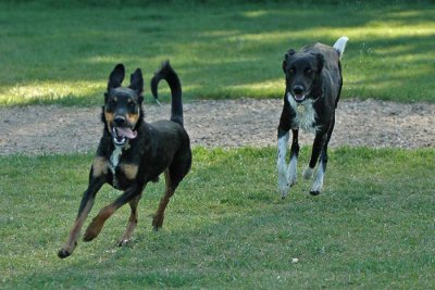 Galloping dogs