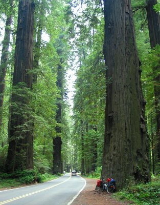 Avenue of the Giants