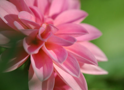 Blossom