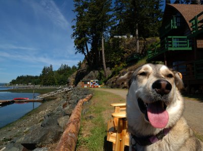 The official greeter at Seascape Resort, Gowland Harbour, Quadra Island