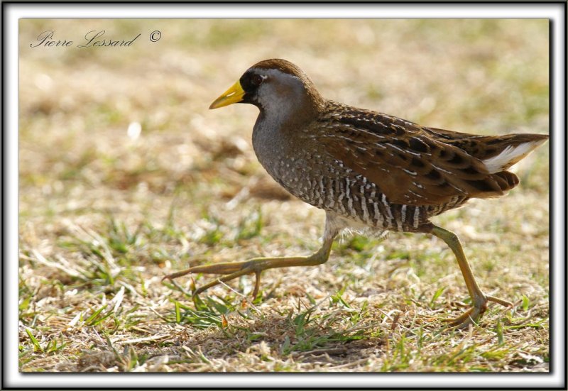 MAROUETTE DE CAROLINE  /   SORA  _MG_5584 a
