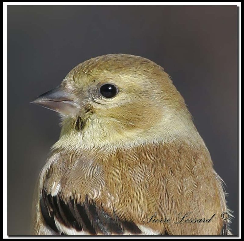 Chardonneret jaune hivernal  -  American goldfinch in winter    _MG_1996