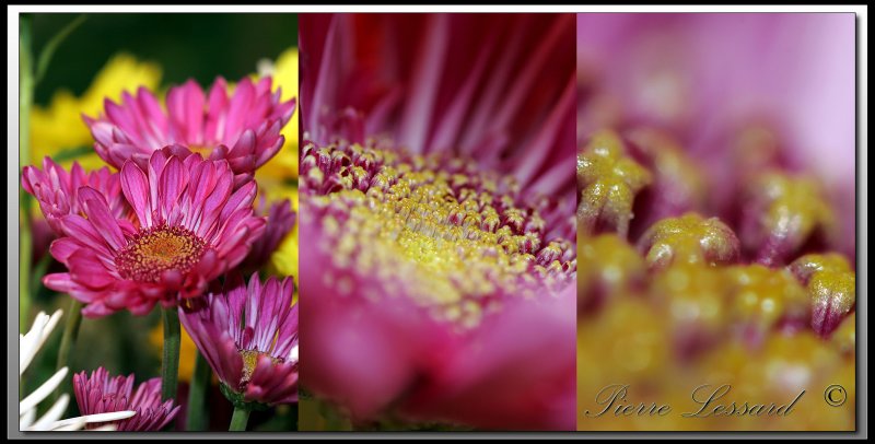 Test Macro 100mm_MG 1231-1283-1301 pbase.jpg