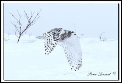 HARFANG DES NEIGES  -  SNOWY OWL   _MG_4421a .jpg