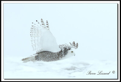 HARFANG DES NEIGES  -  SNOWY OWL   _MG_4423aa .jpg
